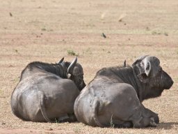 Western_Corridor2009-48